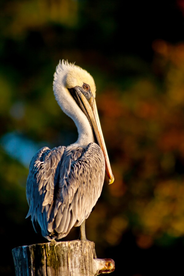 Copper Pelican by JMcCool